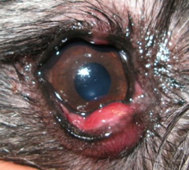 Close up of the right eye. 
